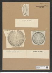 Aulacodiscus lahusenii Witt. (de-Toni-Nr.: Genus 182, Species 4550) Zeichnungen Sammlung Grunow Nr. 8154 (NHMW-BOT-W0377518)